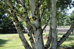 Betula utilis var. jacquemontii — photo 4